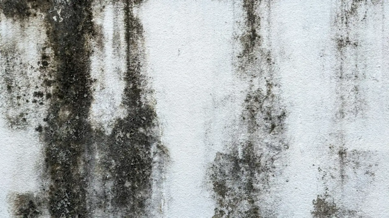Mould on a painted wall.